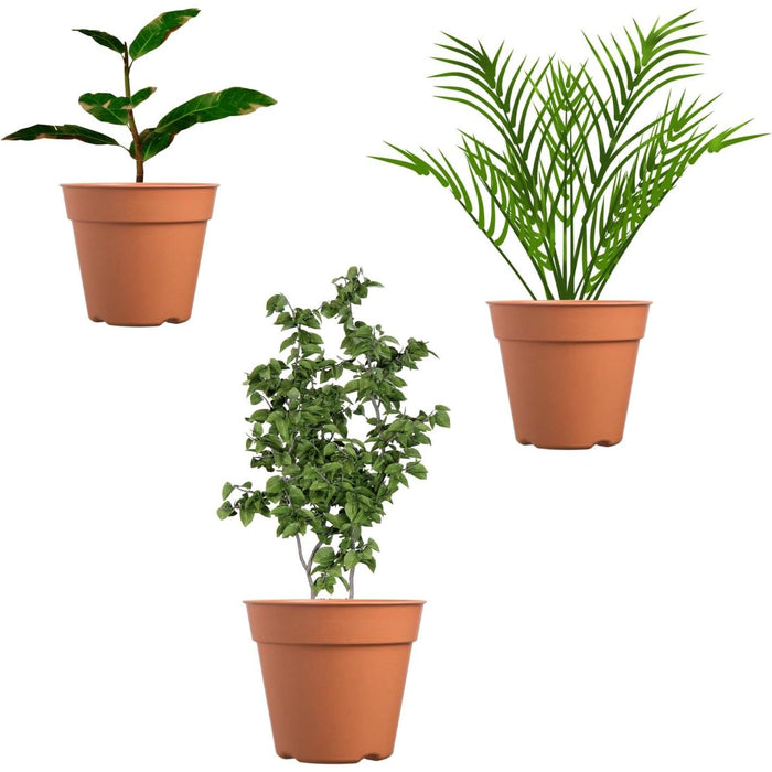 plant decor
